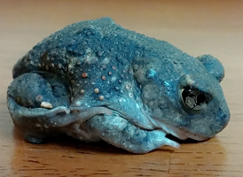 Eastern Spadefoot